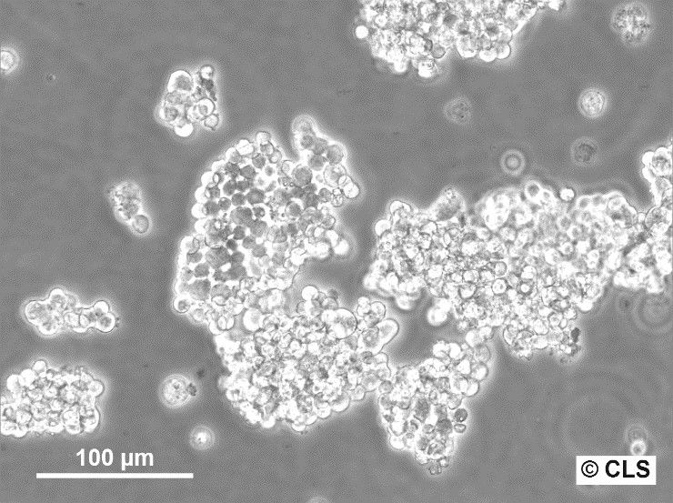 Y 79 Cells