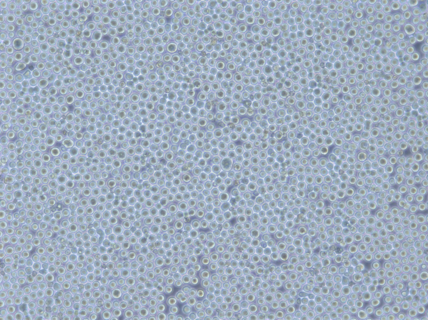 K562 Cells