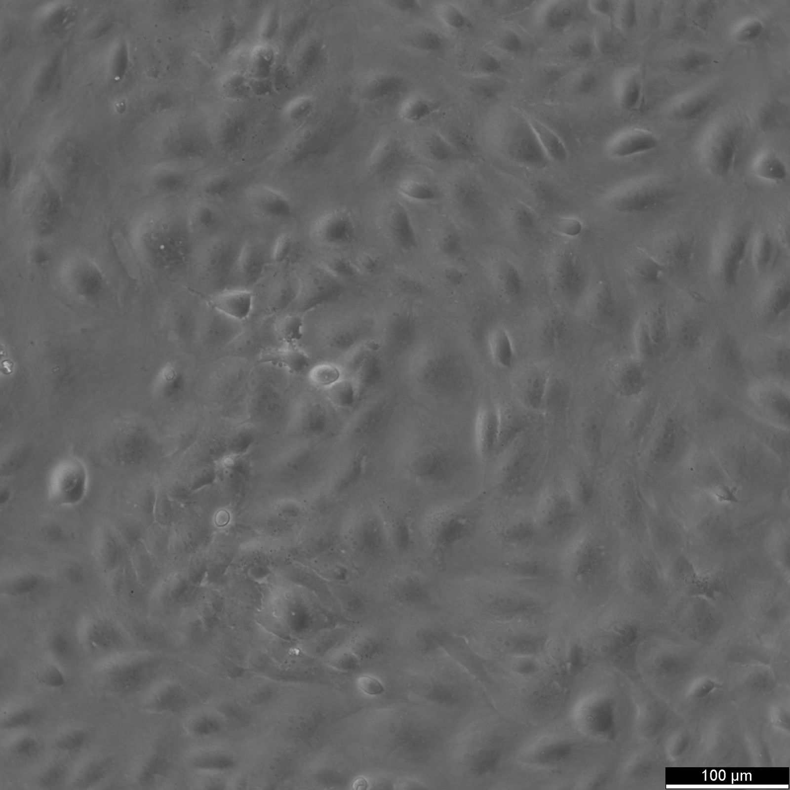 BS-C-1 Cells