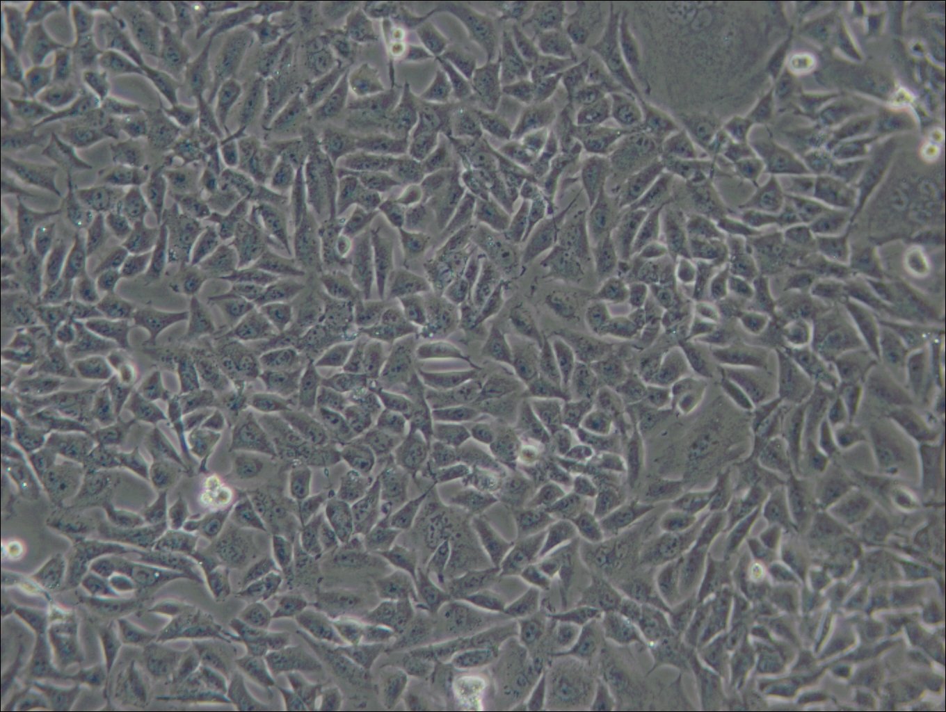 CHL-Zellen