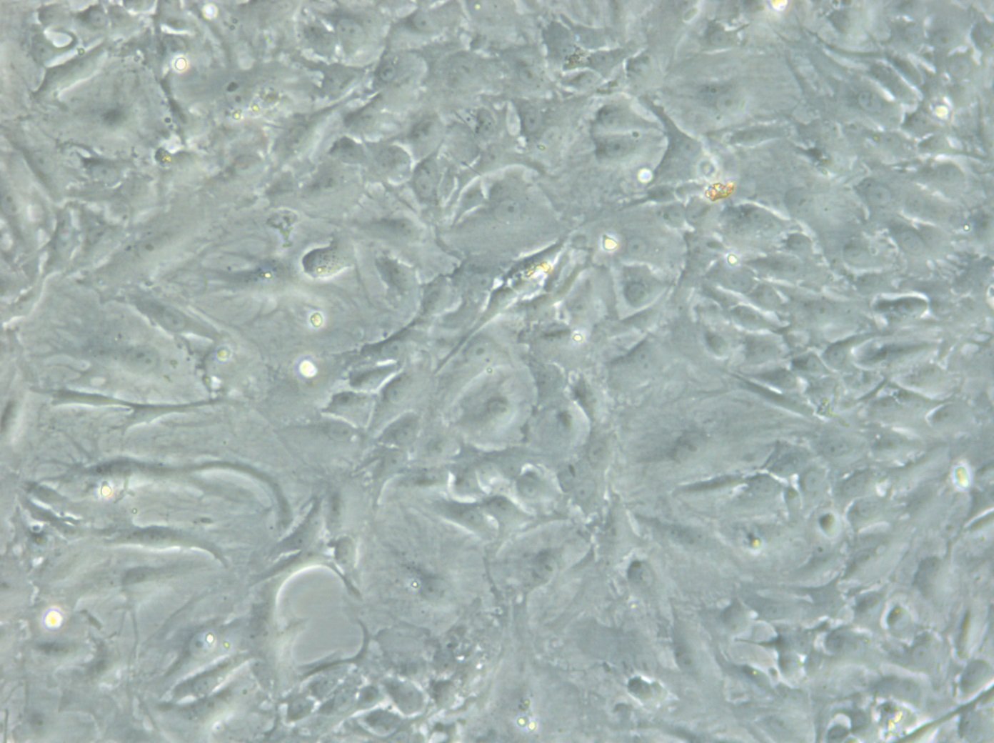 HROG59 Cells
