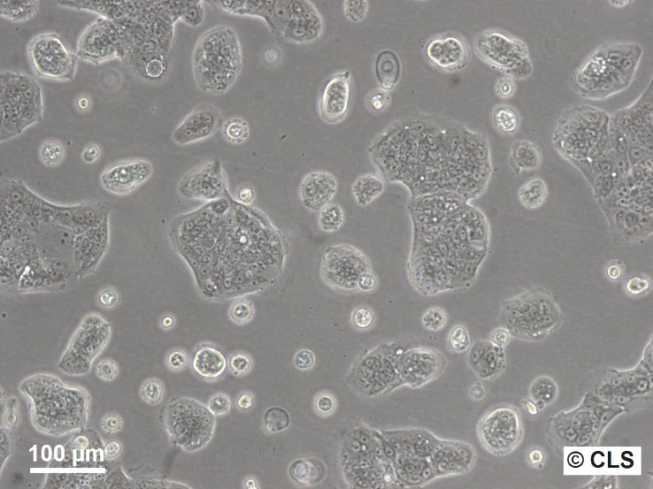Cellules SW-1116