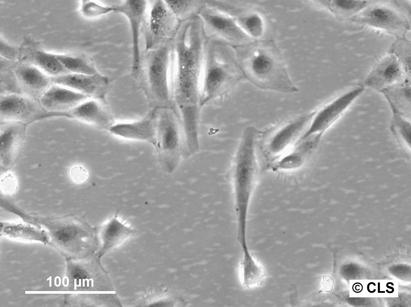 PtK1 Cells