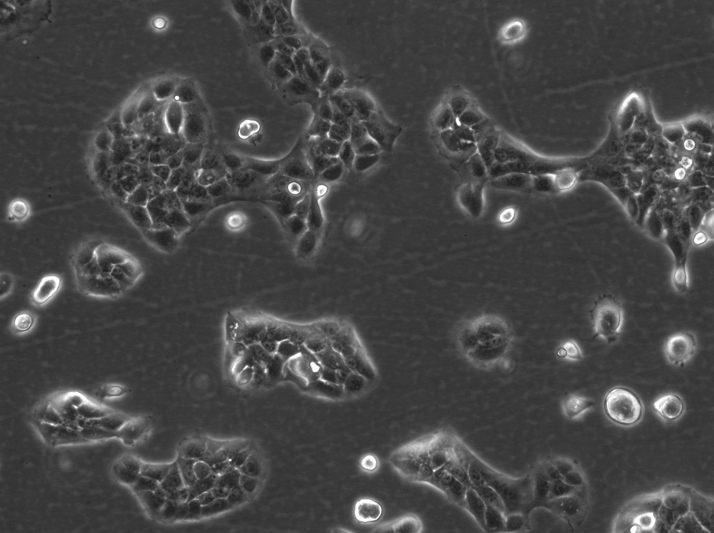 Cellules HaCaT-ras A5