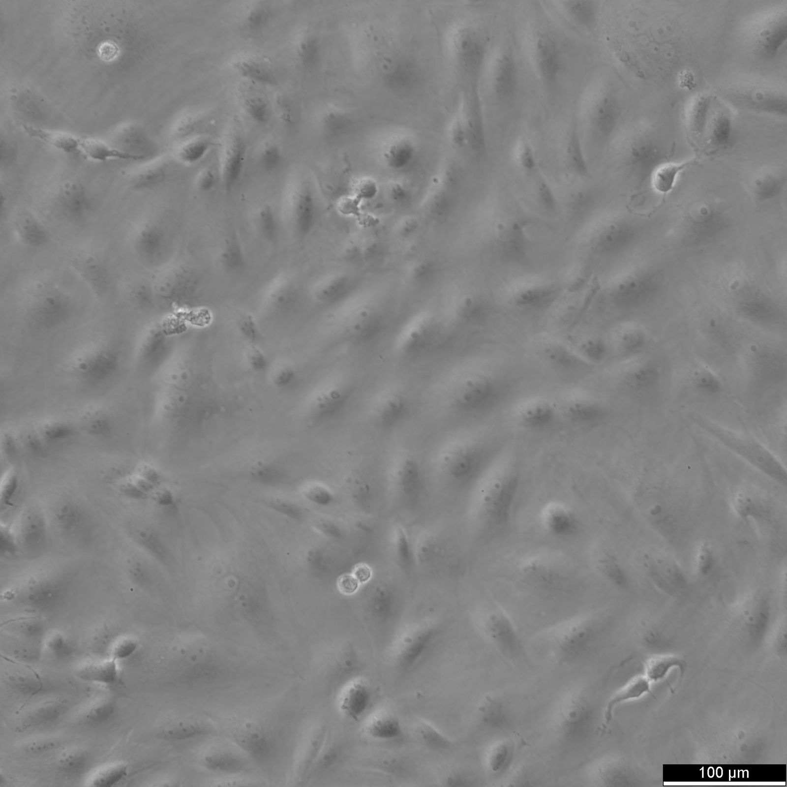BS-C-1 Cells