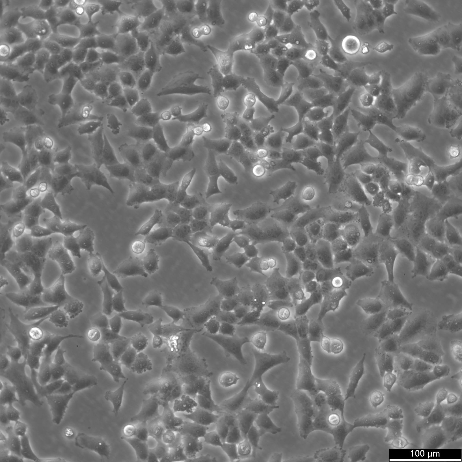 NCI-H157 Cells