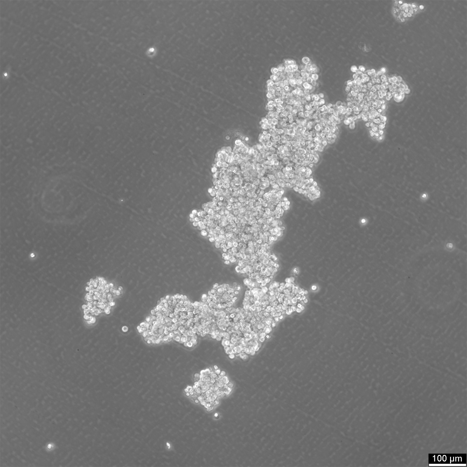 NCI-H524 Cells