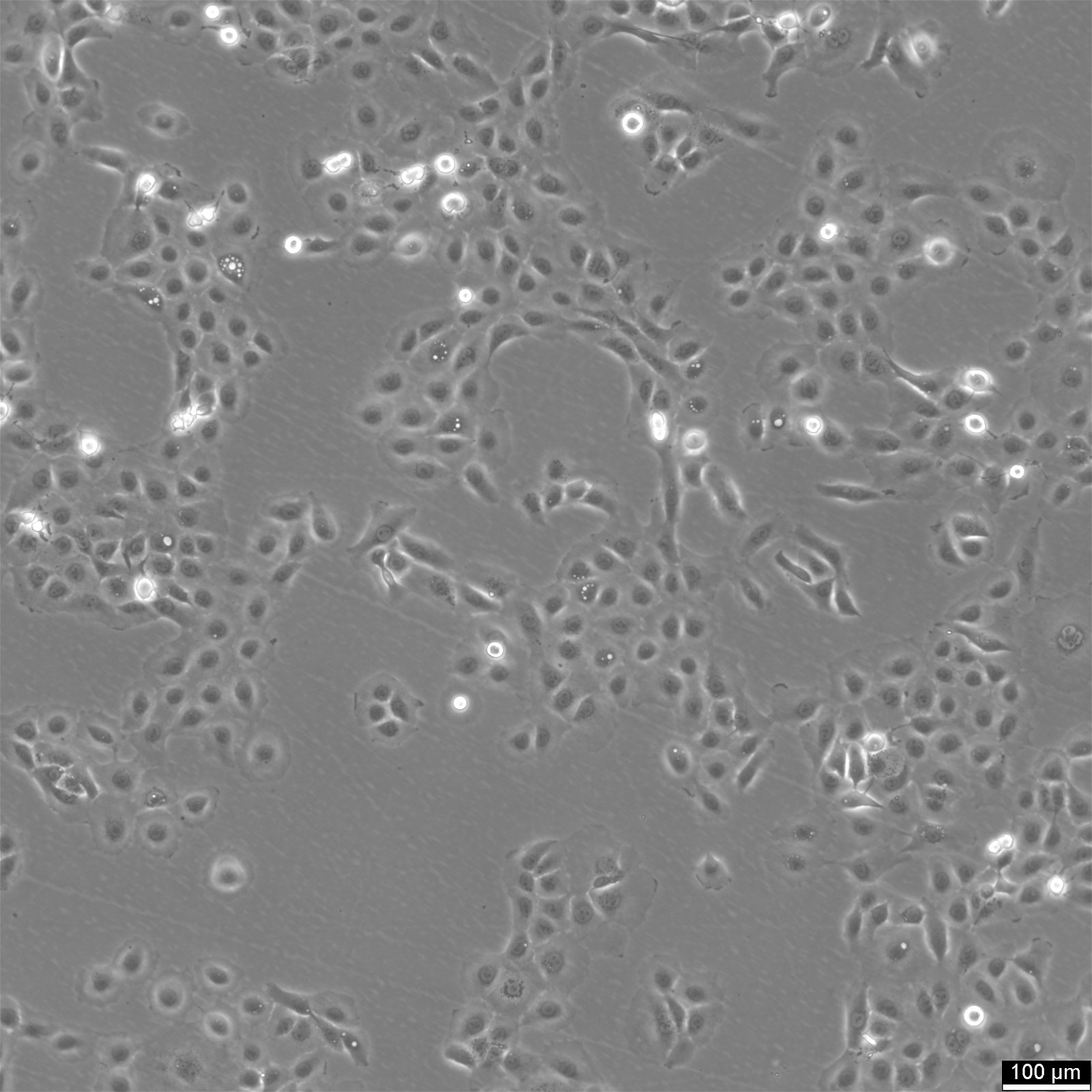 NCI-H1650-Zellen