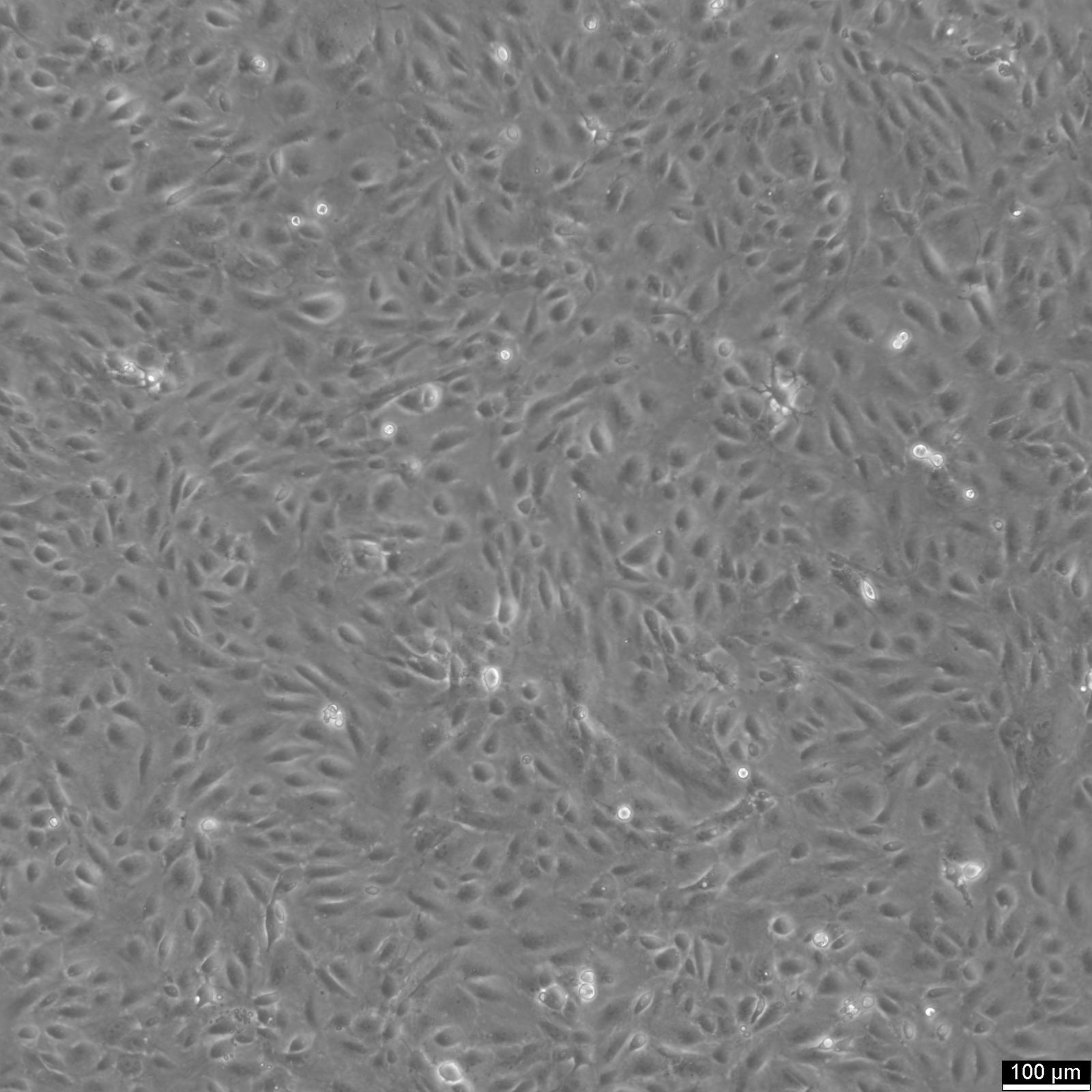 BS-C-1 Cells