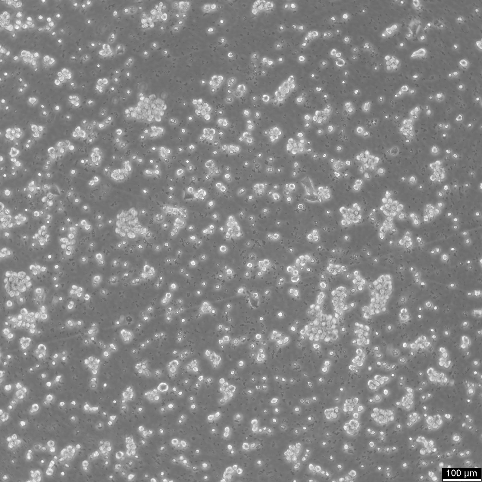 LP-1 Cells LP-1 Cells