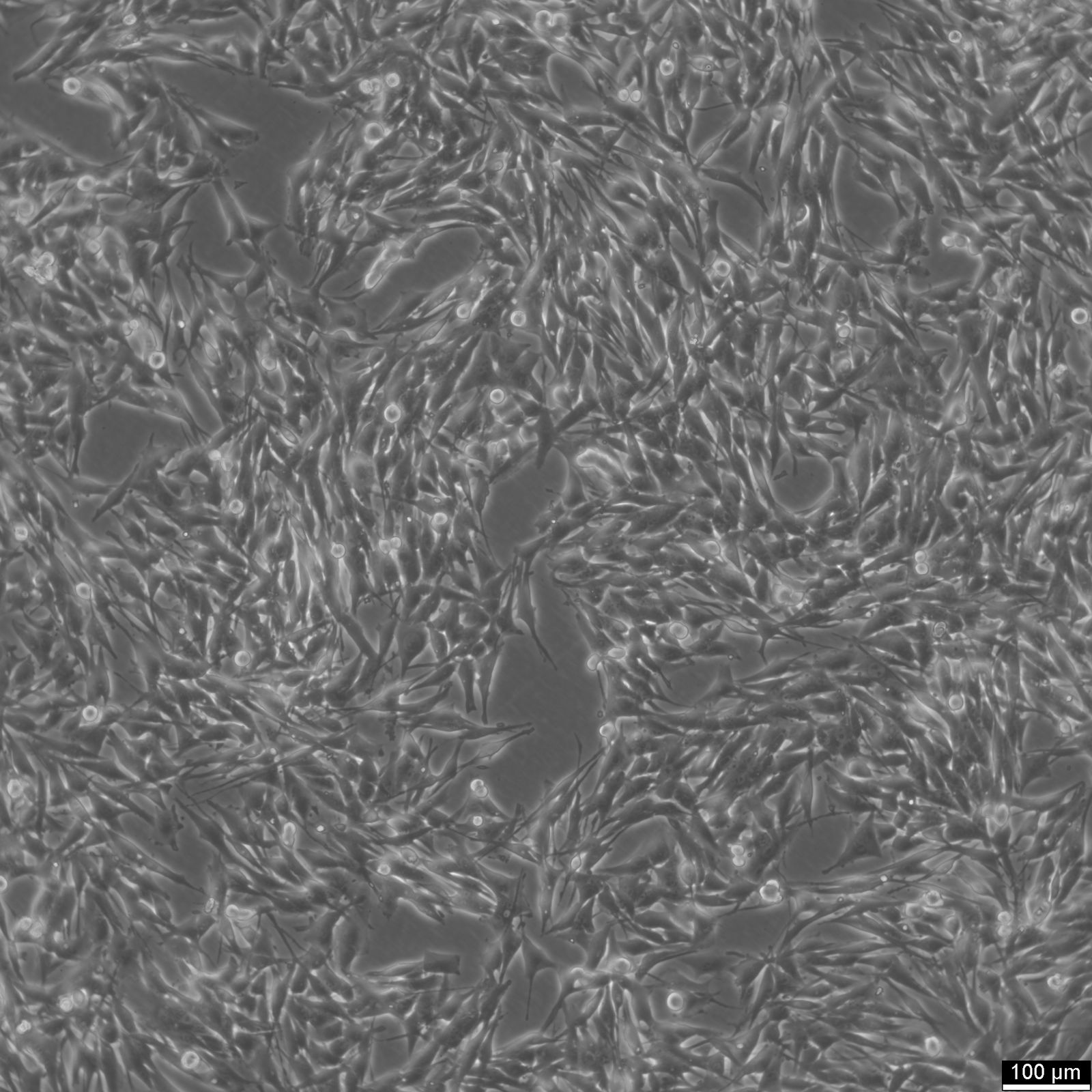 MeWo Cells MeWo Cells