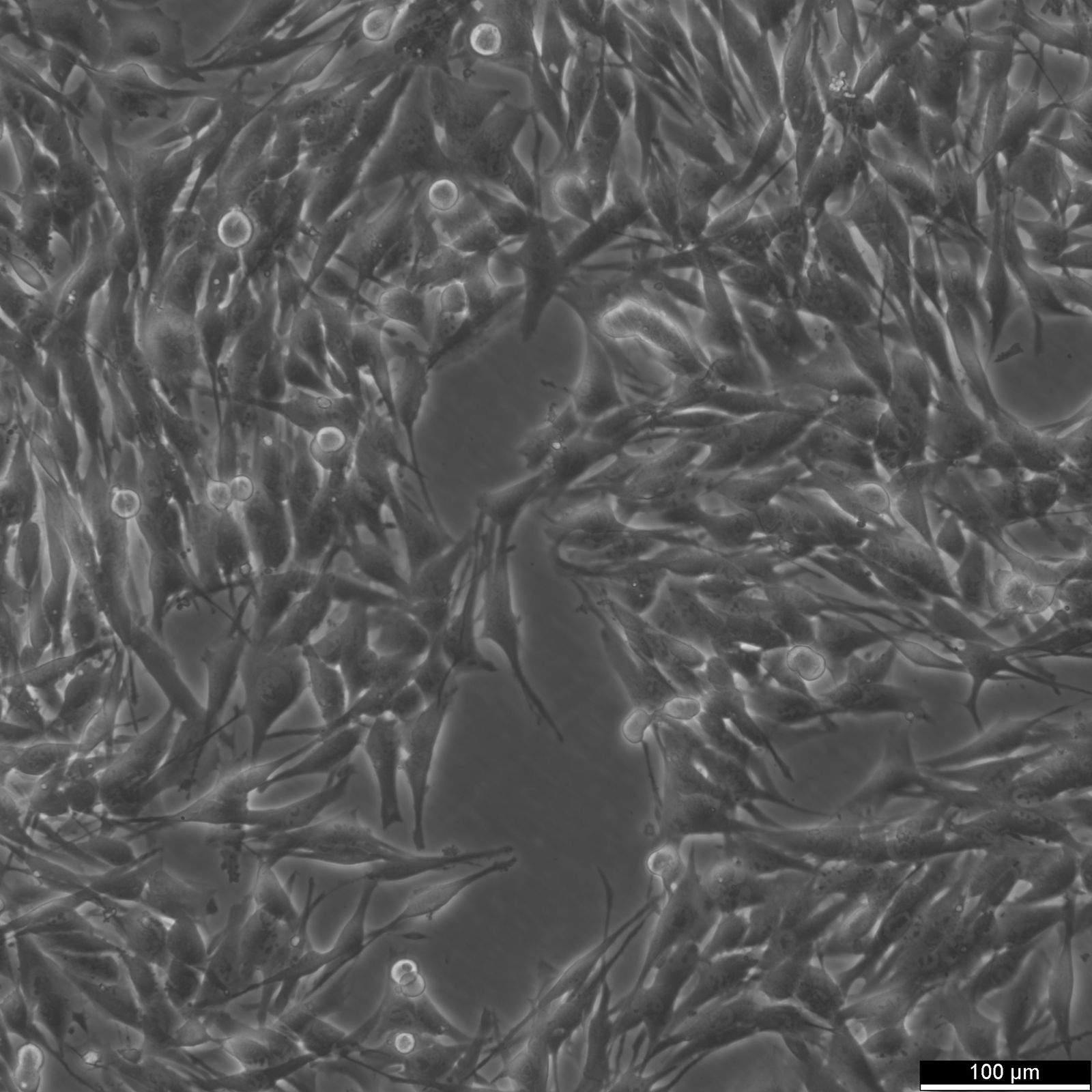 MeWo Cells MeWo Cells
