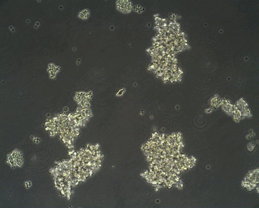 NCI-H69 Cells