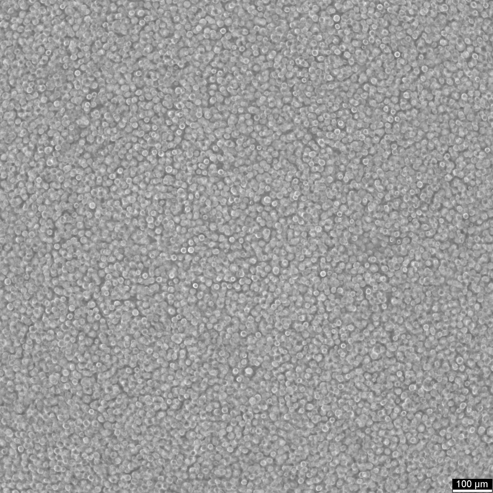 IM-9 Cells IM-9 Cells