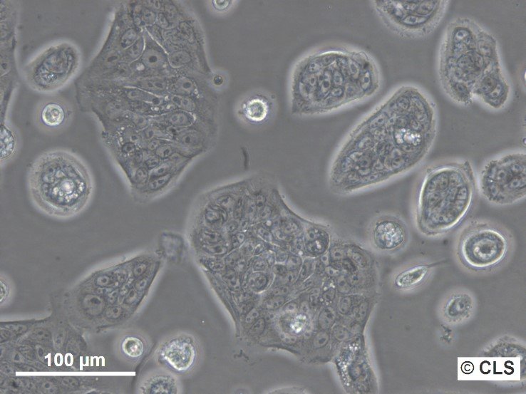 SW-1116 Cells