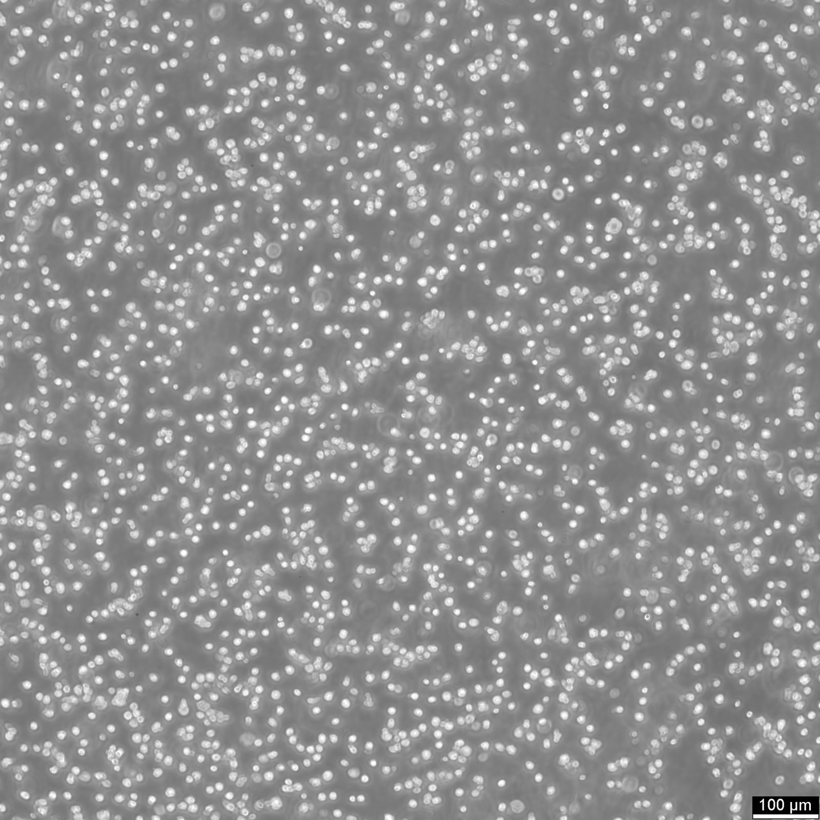 NCI-H929 Cells