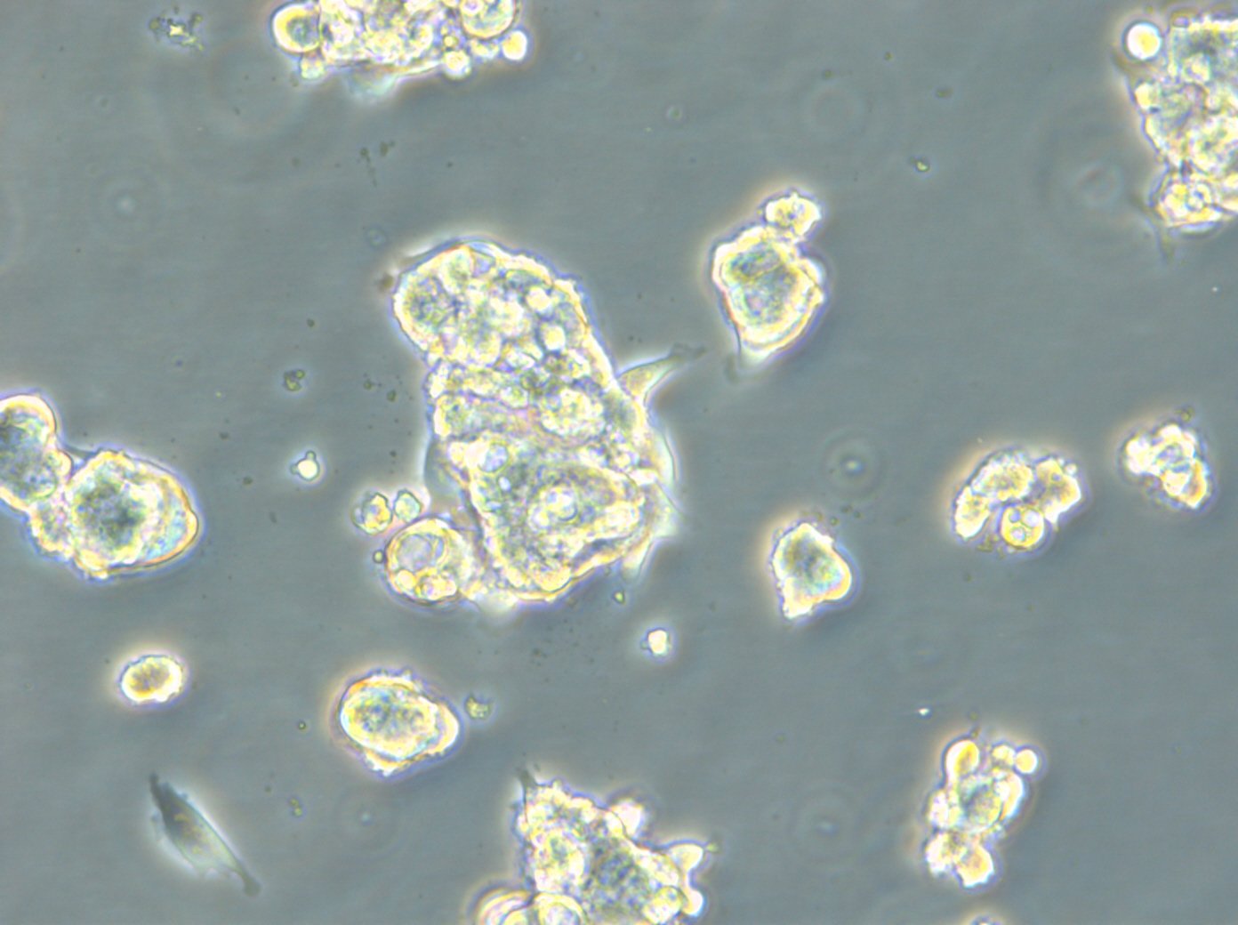 HROC131 T0 M3-Zellen