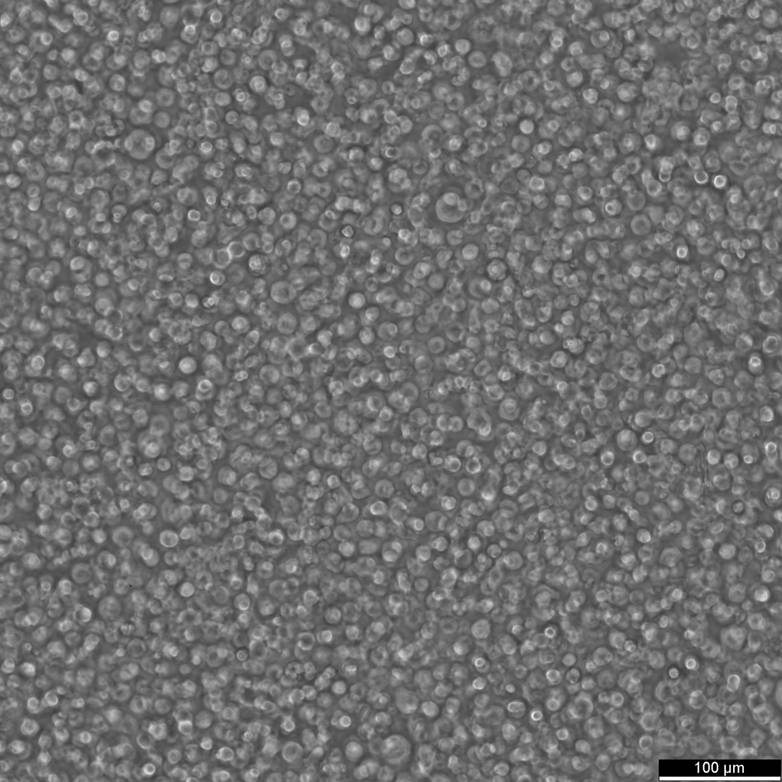 IM-9 Cells IM-9 Cells