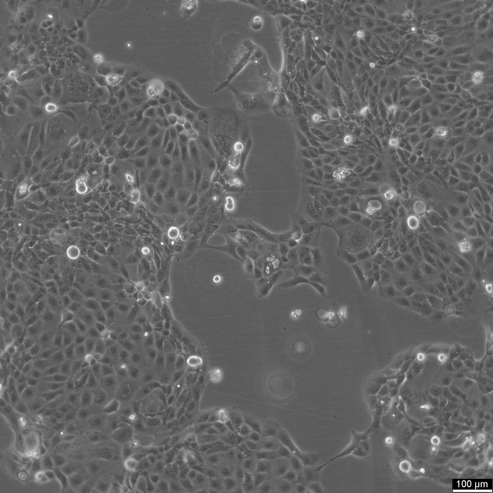Panc 10.05 Cells