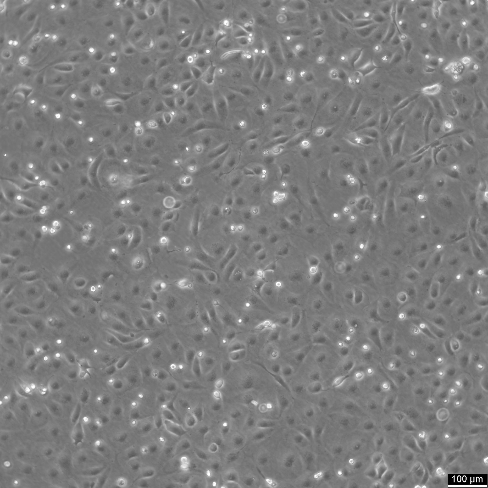 MARC-145 Cells MARC-145 Cells