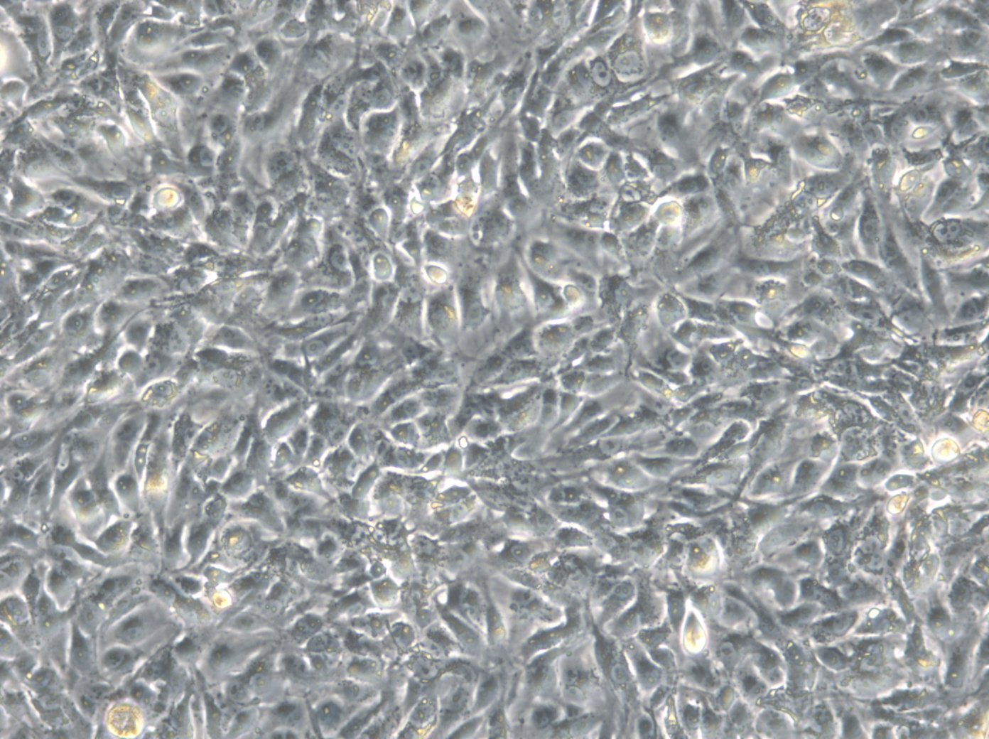 Caki-1 Cells