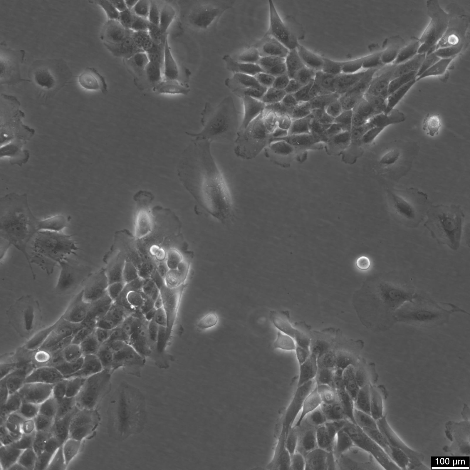 MCF10A Cells