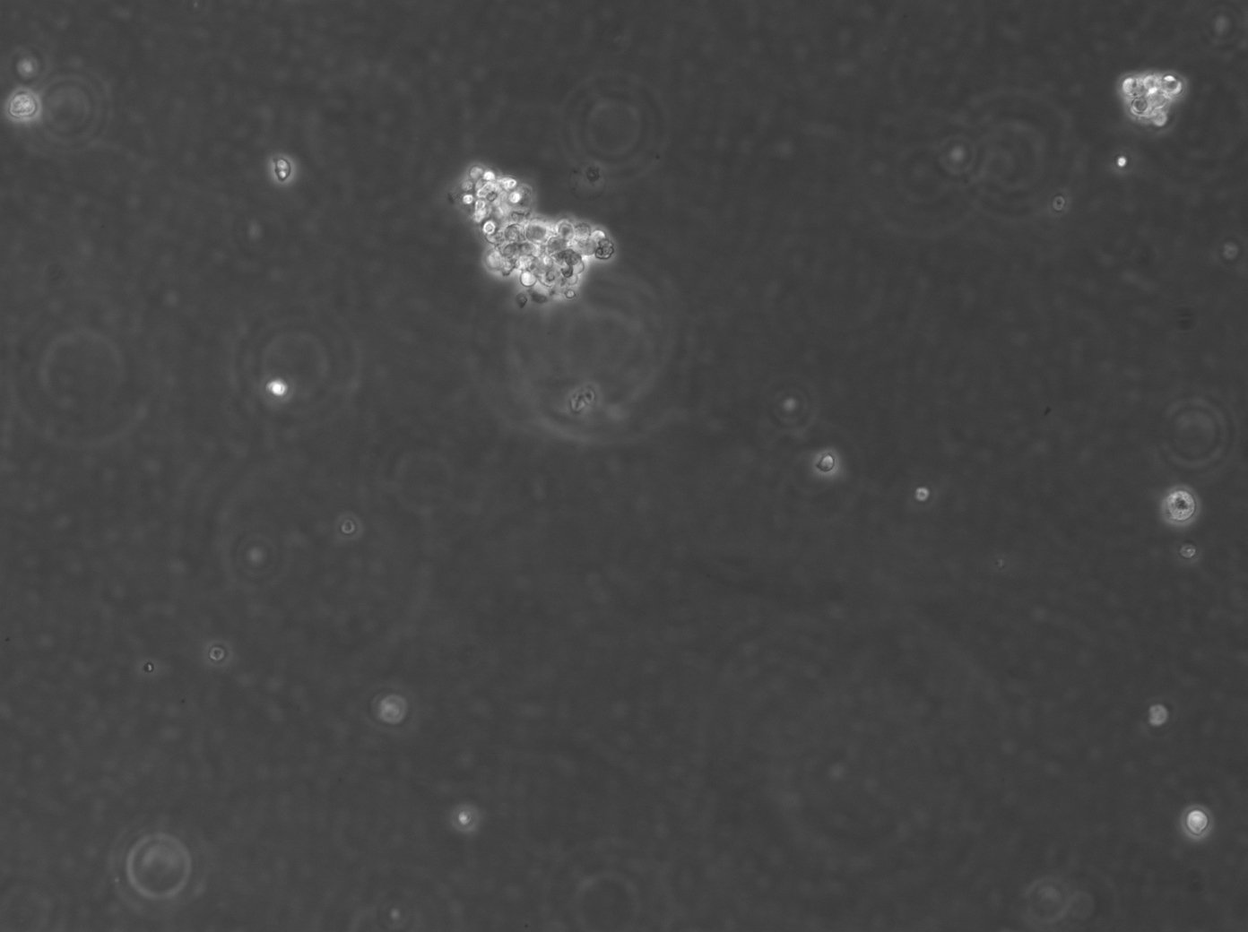 SCLC-24H Cells