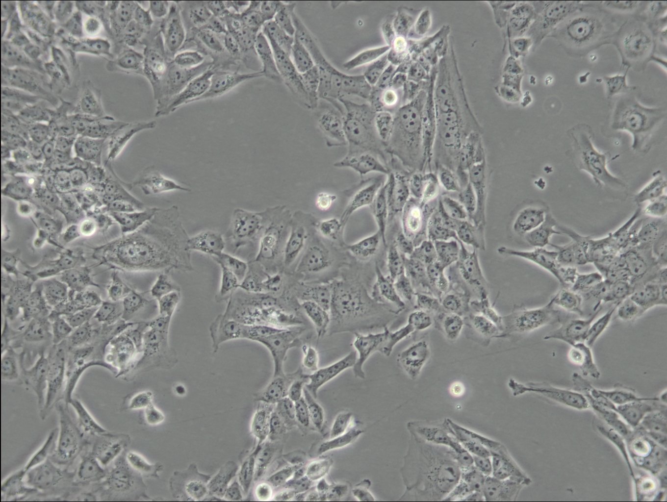 SV-HUC-1-Zellen