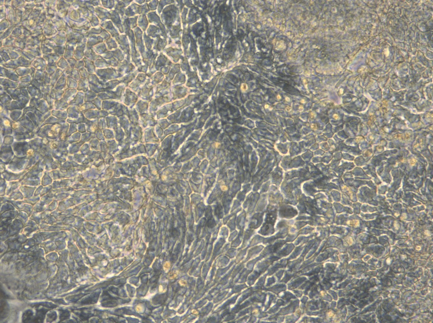 HROC183-Zellen