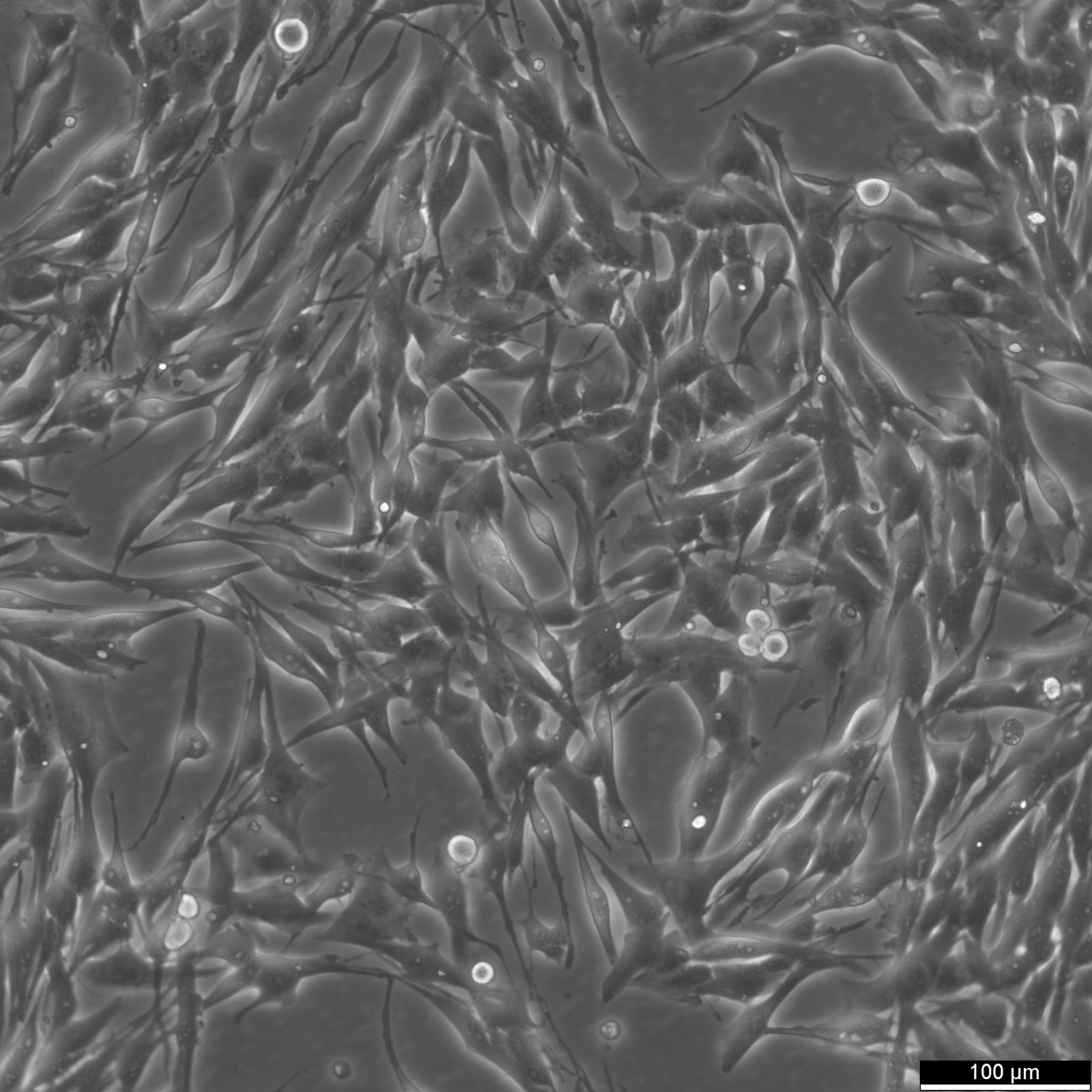 MeWo Cells MeWo Cells