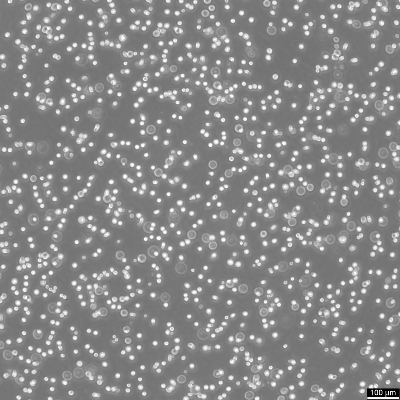 IM-9 Cells IM-9 Cells