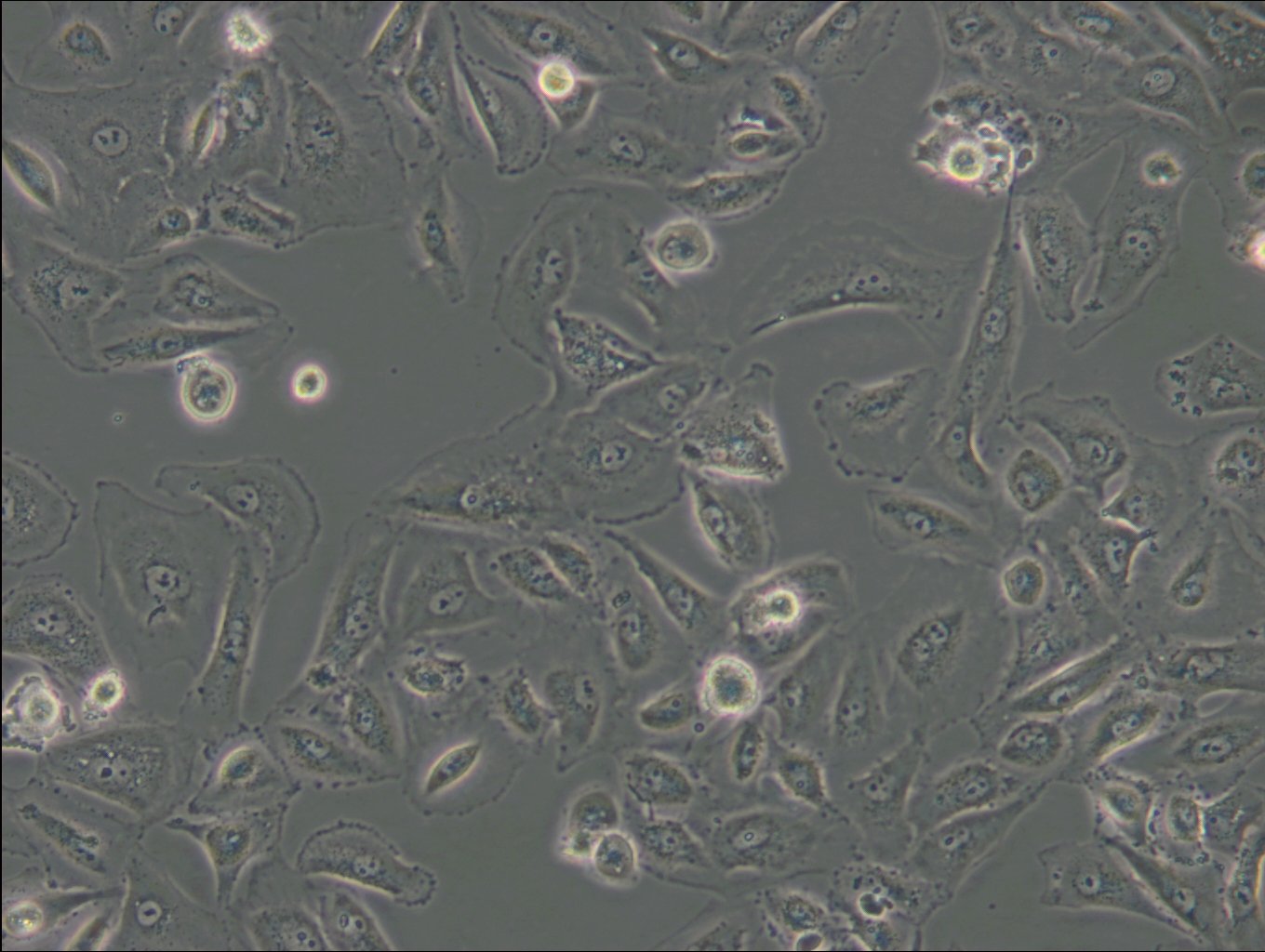 OS-RC-2 Cells