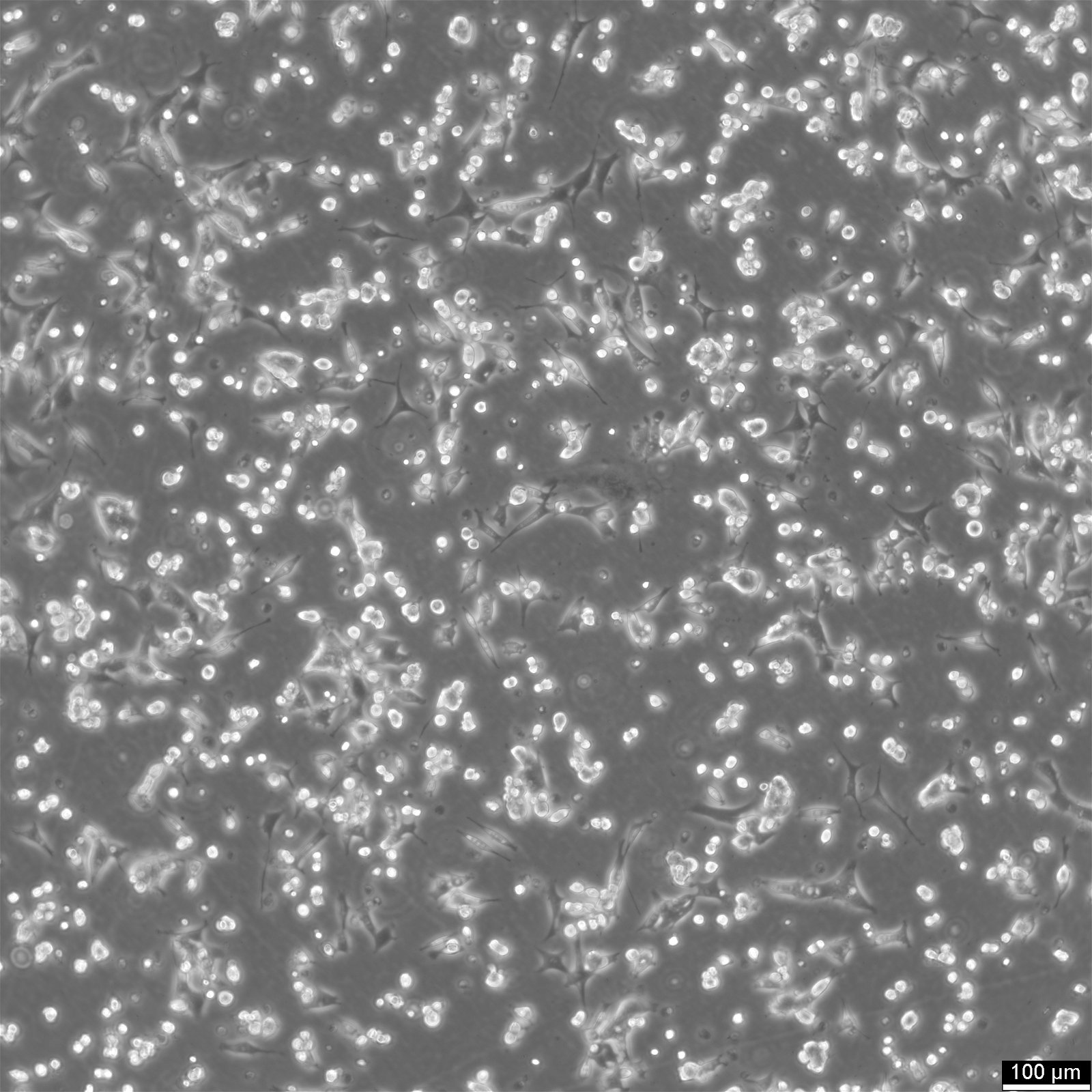 SV40 MES 13 Cells