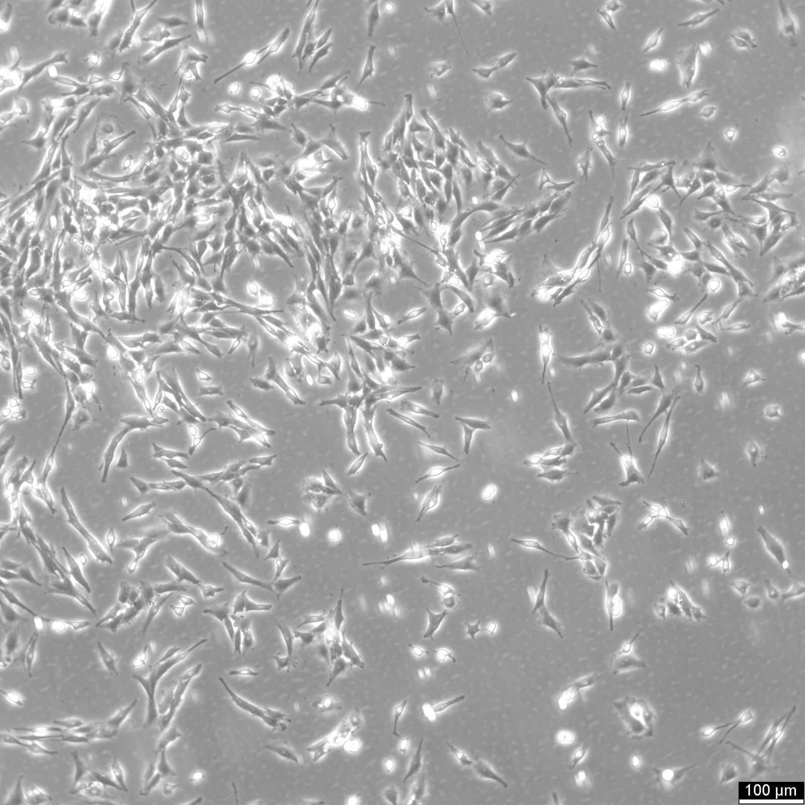 C6 Cells