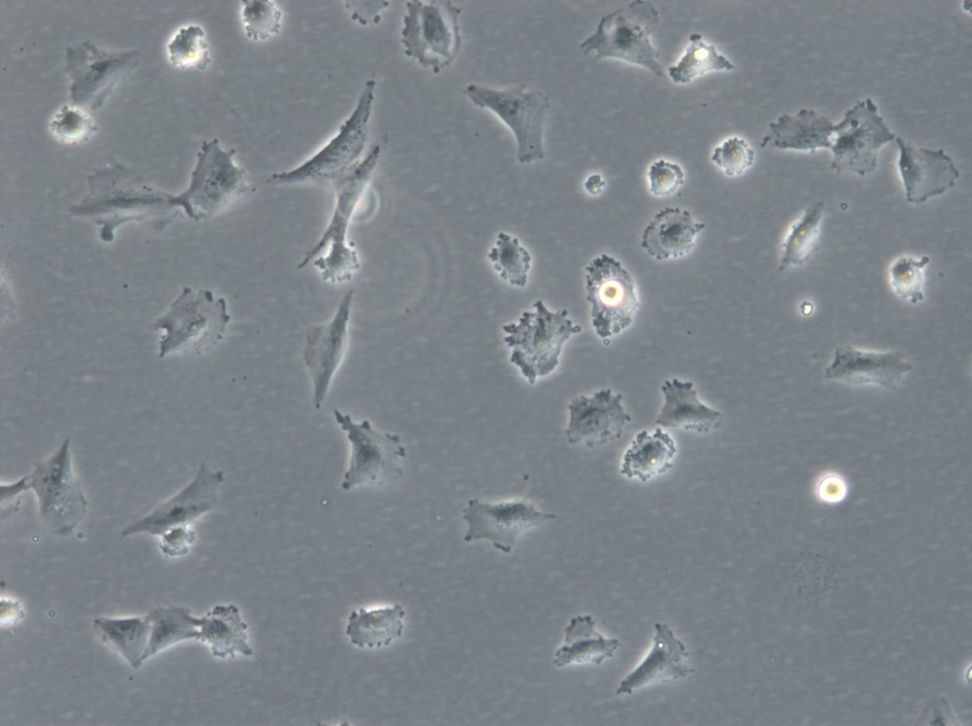 HROG17 Cells