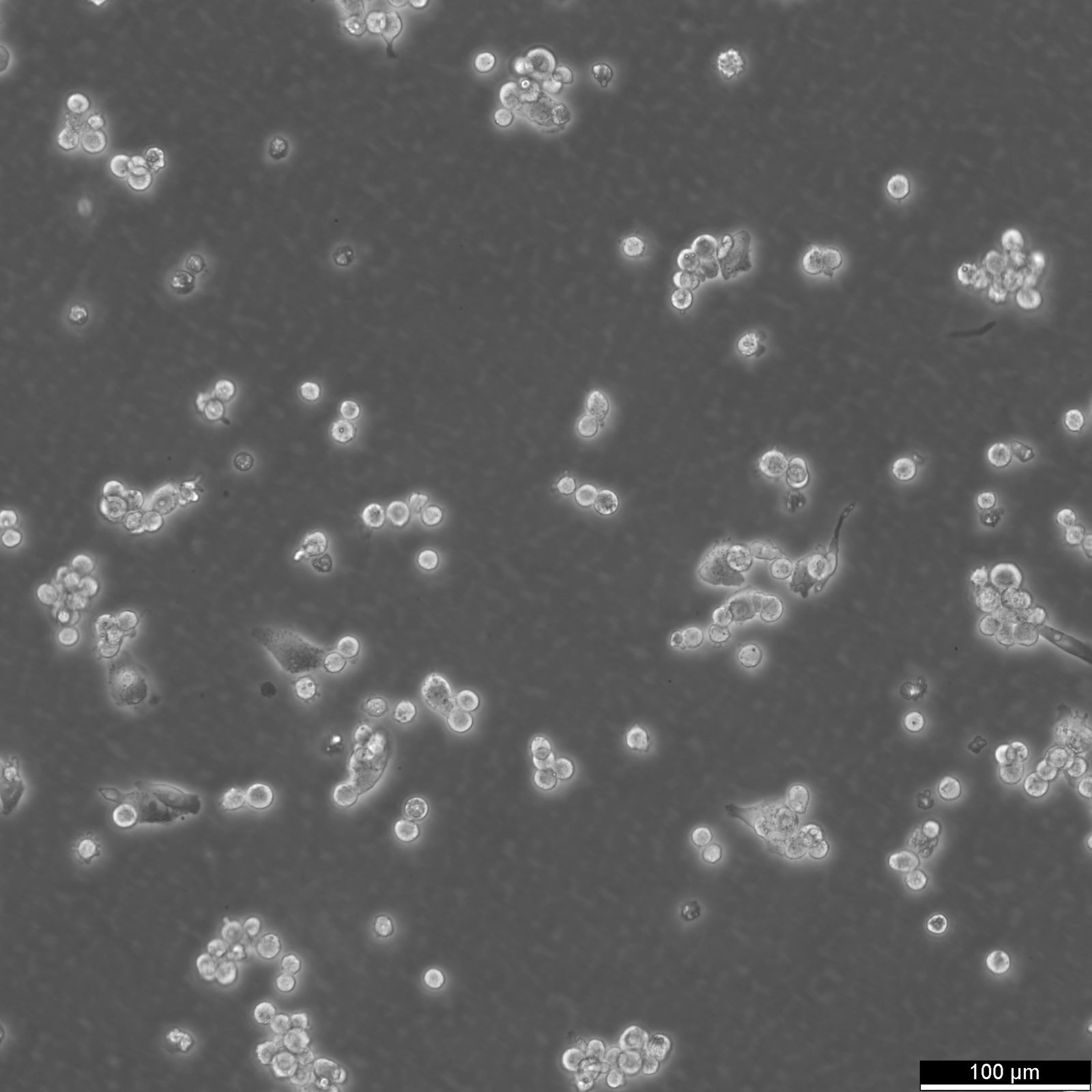 HepG2 Cells HepG2 Cells
