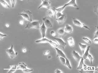 Chang Liver (HeLa) Cells
