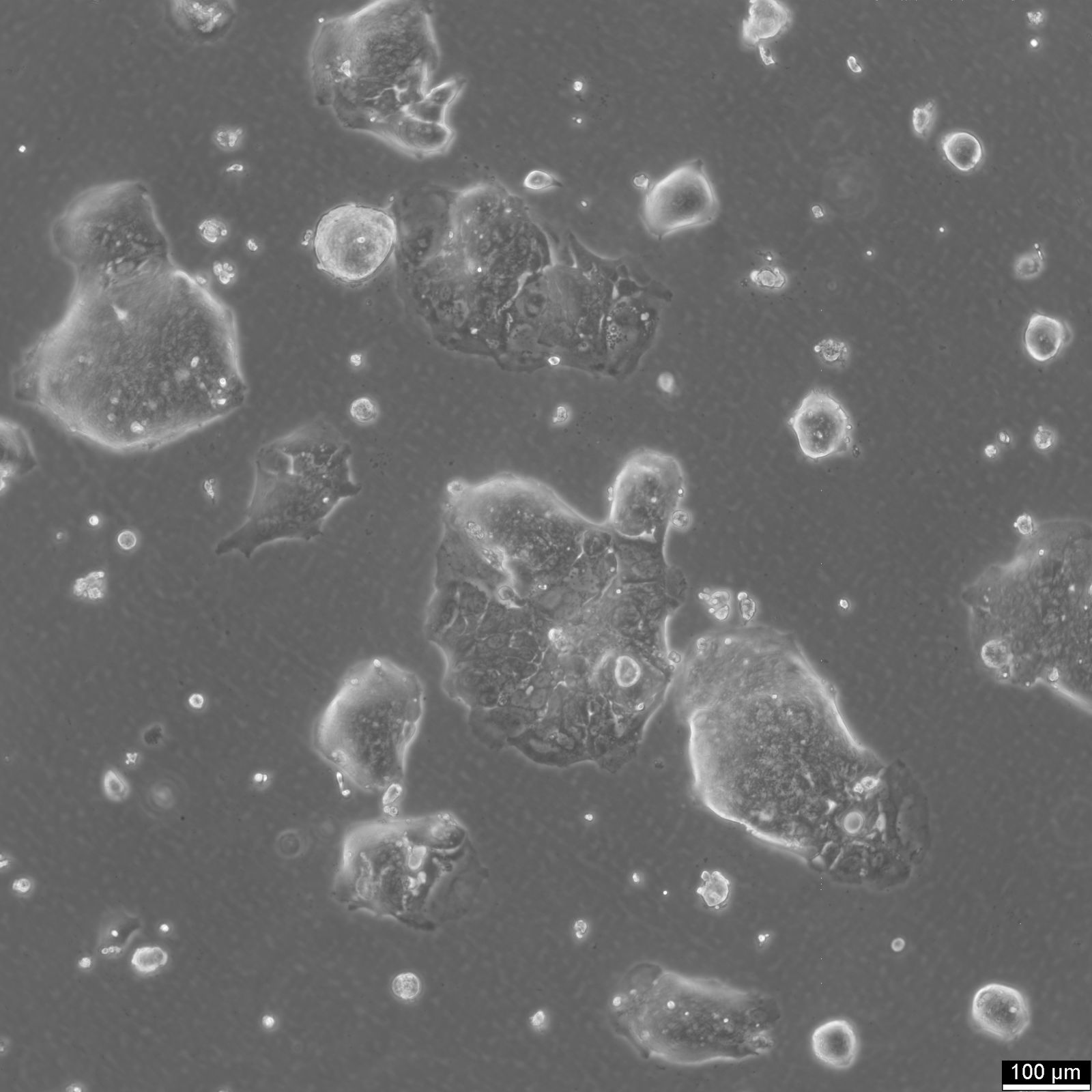 HROC348