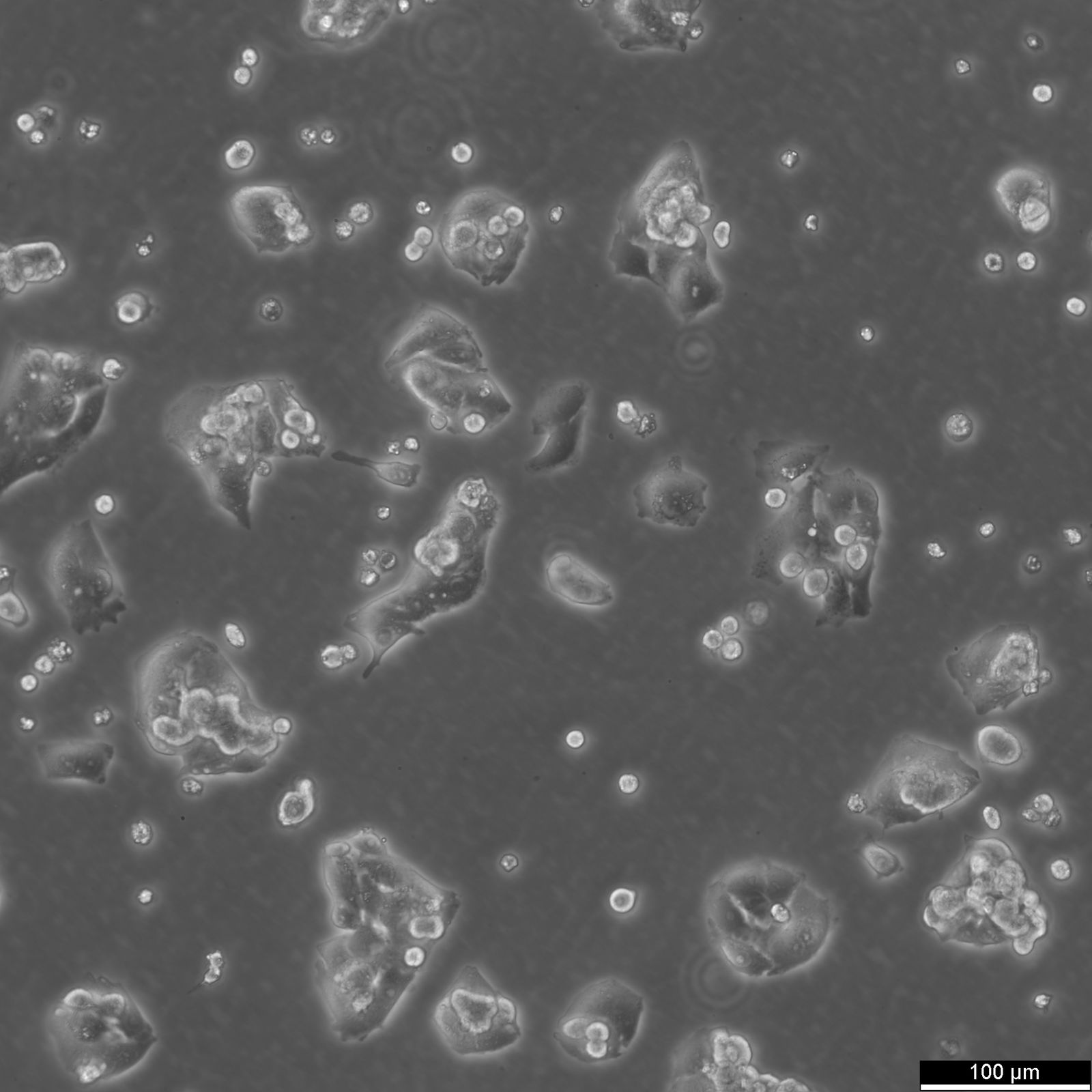 HepG2 Cells HepG2 Cells