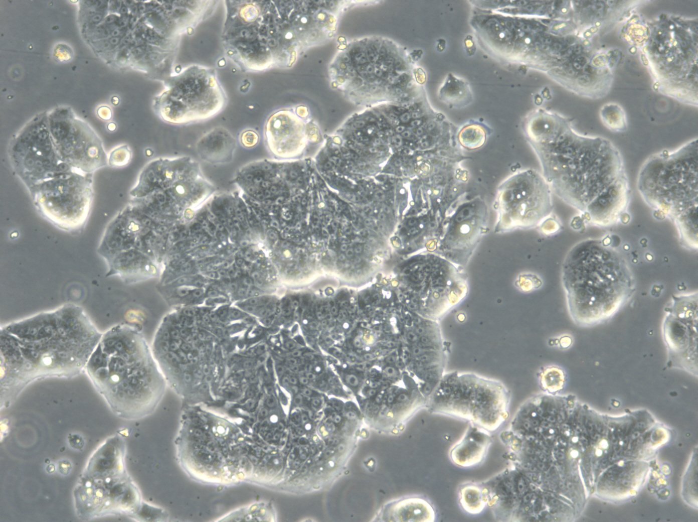 HROC39 T0 M2-Zellen