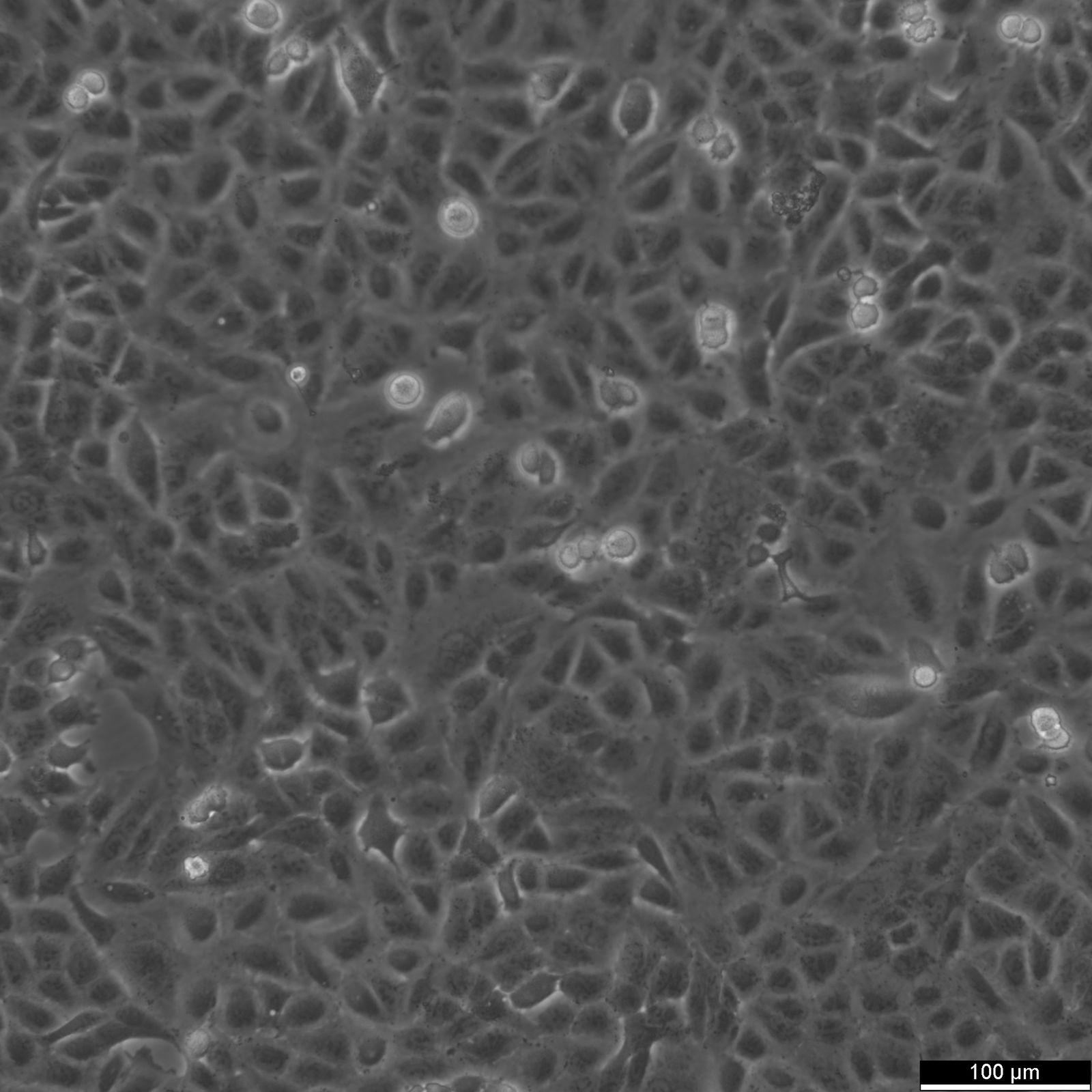 A549 Cells A549 Cells