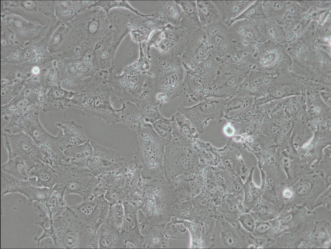 A875 Cells