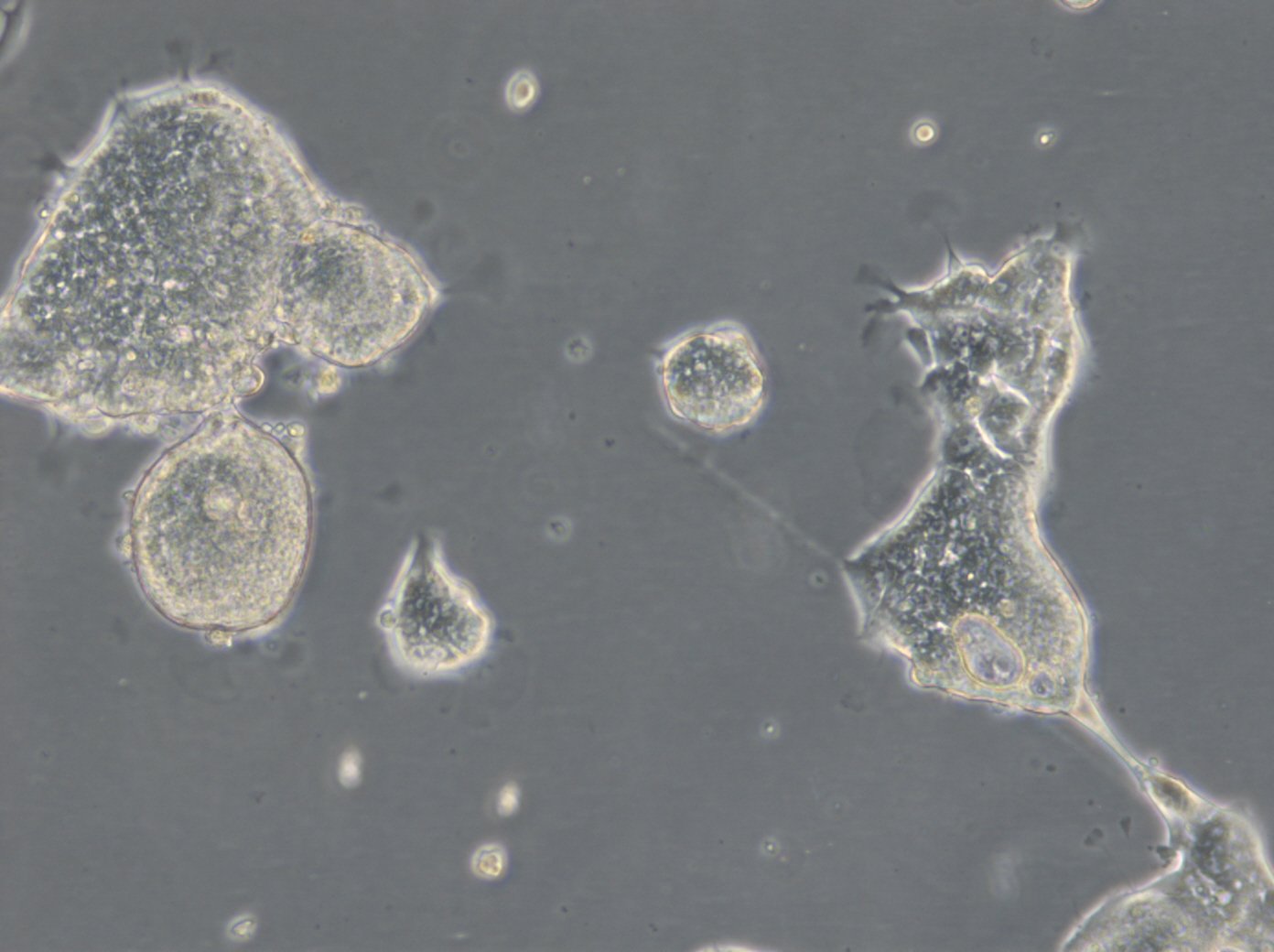 HROC69 T0 M2-Zellen