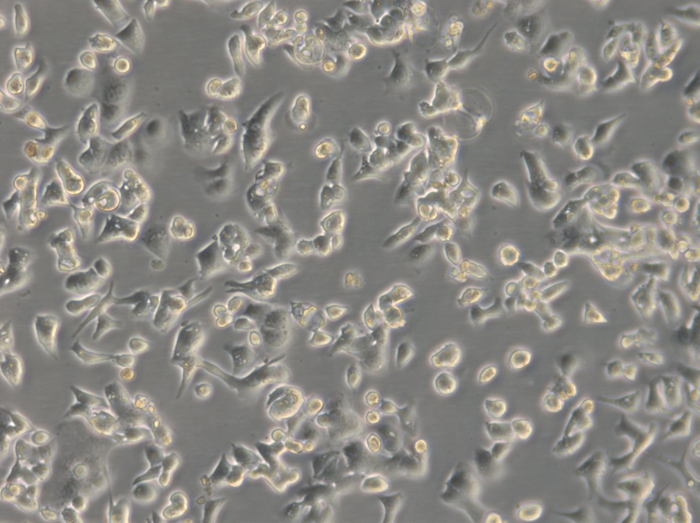 CLS-439-Zellen