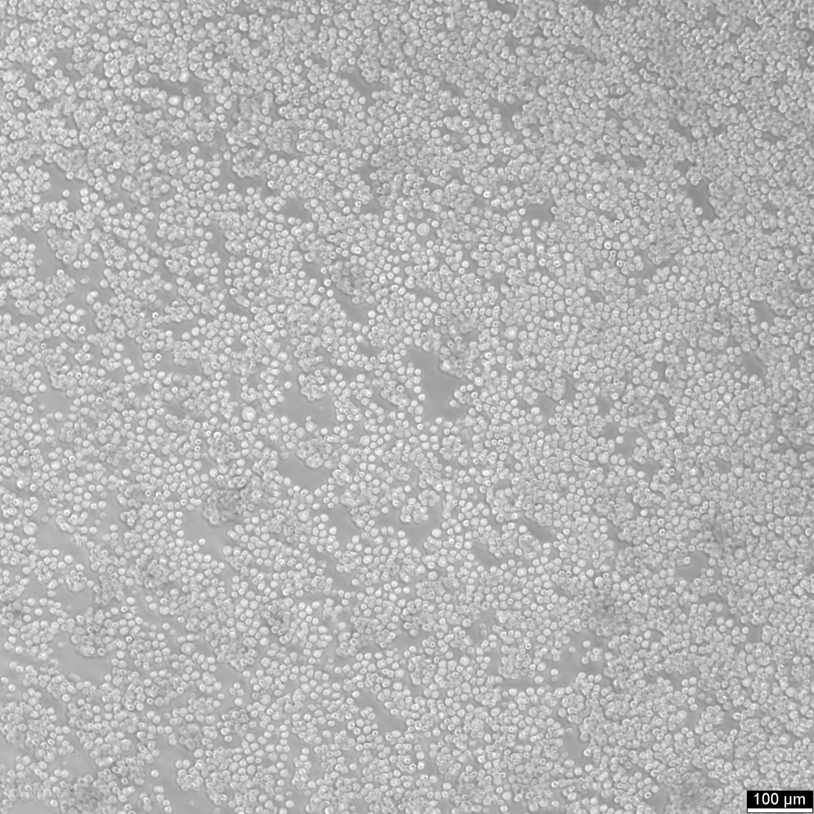 Ba/F3 Cells Ba/F3 Cells