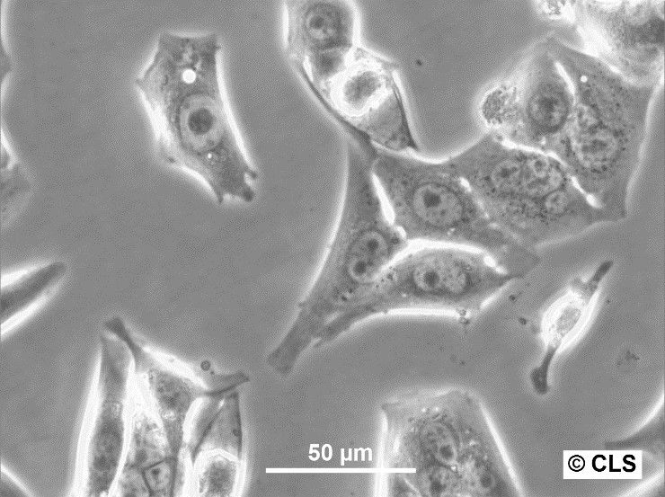 RenCa Cells RenCa Cells