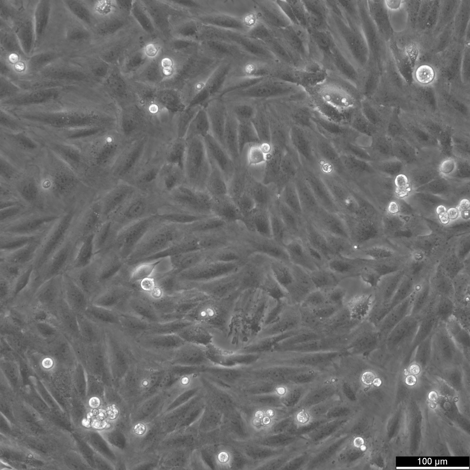 H9c2(2-1) Cells