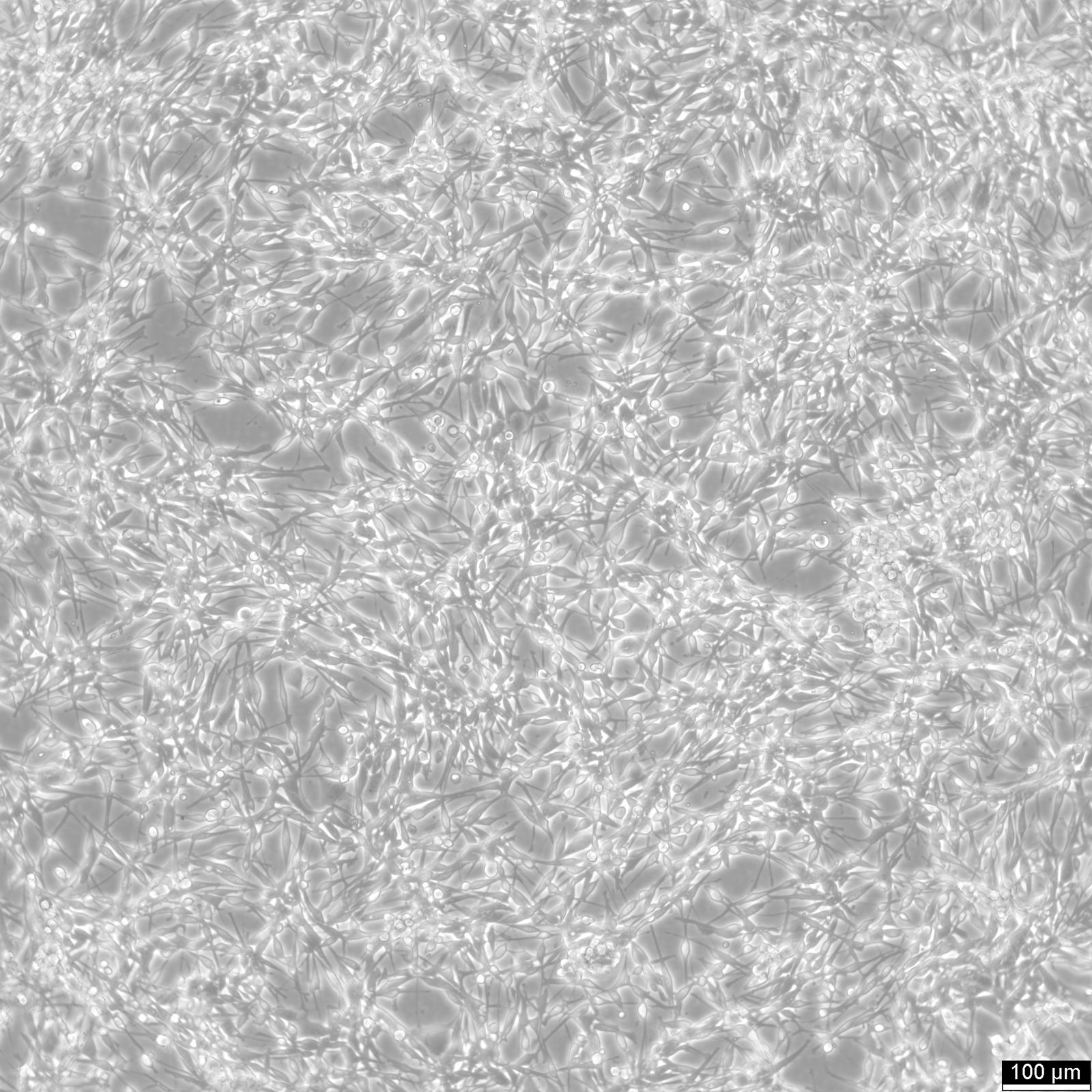 LA795 Cells LA795 Cells