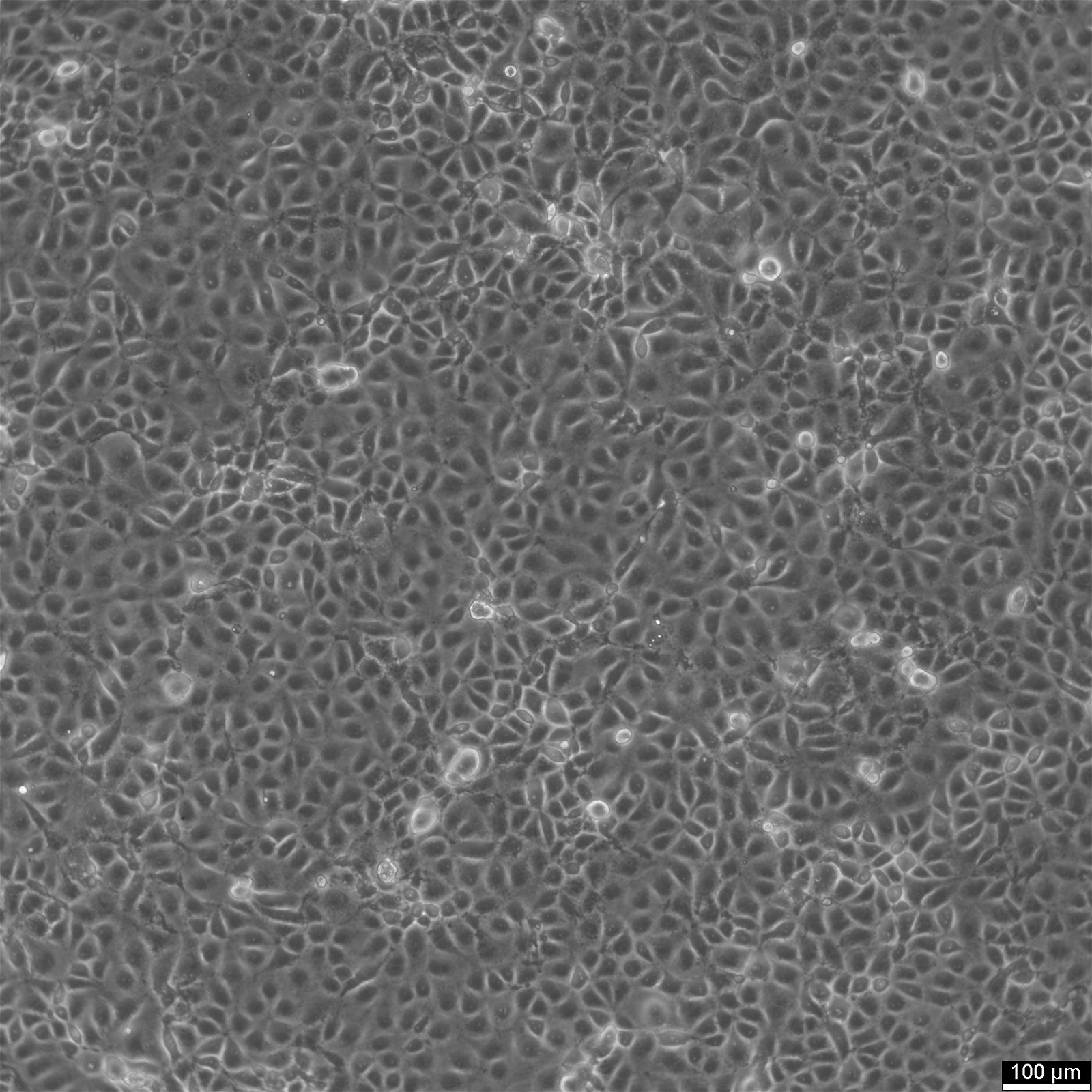 MARC-145-Zellen