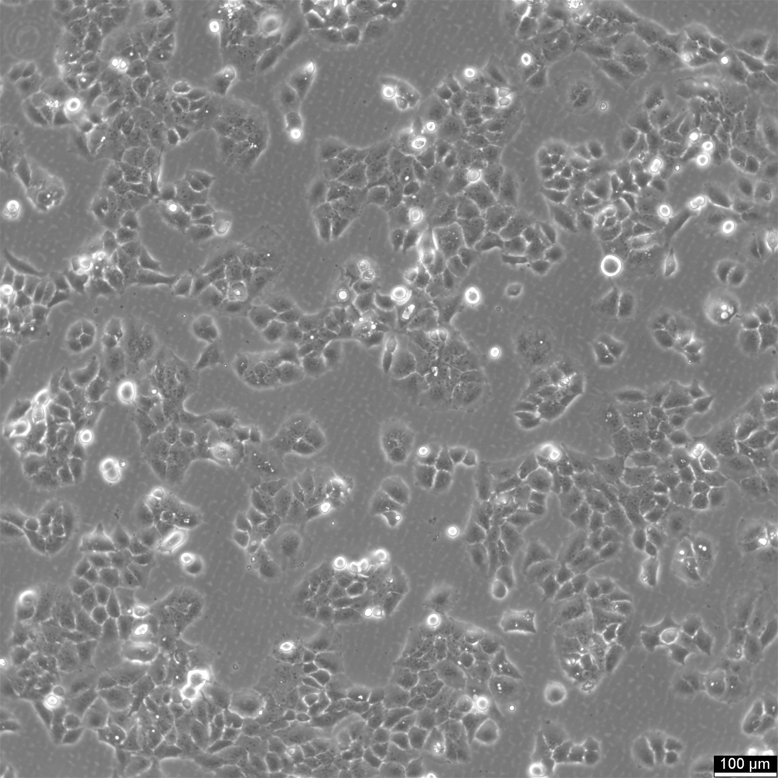 MS751 Cells
